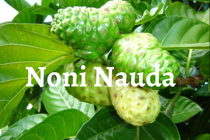 Noni nauda